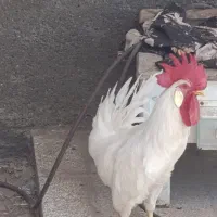 خروس جوان 6ماهه فروشی