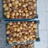 فروش رطب برحی