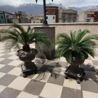 سیکاس