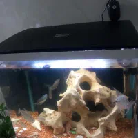 اکواریوم رو میزی