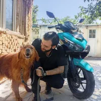 سگ گلدن رتریور با کیفیت و اصیل