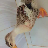 اردک|حیوانات مزرعه|اسلام‌‌آباد غرب, |دیوار