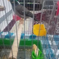 مرغ مینا سخنگو