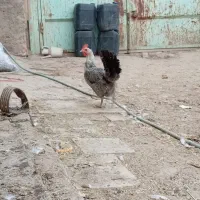 مرغ براکل، مرندی، برهما لایت