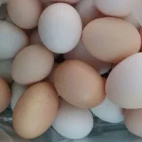 تخم مرغ محلی