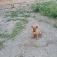 سگ دورگه ژرمن سراب