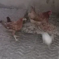 مرغ و خروس