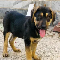 سگ سراب|سگ|کرج, فاز ۴ مهرشهر|دیوار