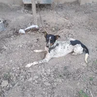 سگ دوبمن