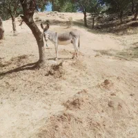 خر رمه )مادیون میش بز