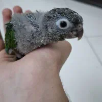 جوجه گرینچیک آناناسی و یلوساید