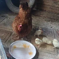 مرغ وجوجه