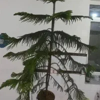 کاج مطبق