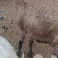 بز دو بر سانن بدون شاخ درجه یک هیکلی