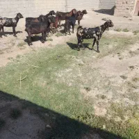 بز مری