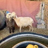دوتا میش داشتی کشتنی
