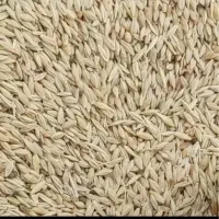 خریدار ۳ تن جو محلی و یک تن گندم  نقد