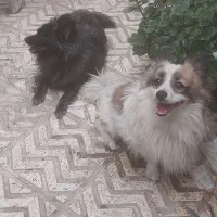 سگ.