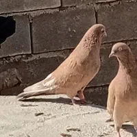 کبوتر طلایی نر