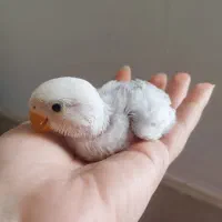 جوجه طوطی  کوتوله سرلاکی