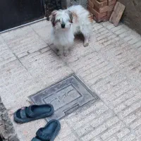 پاکوتاه خانگی نر یک ساله