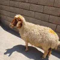 ۱راس میش جوان و داشتی