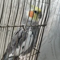 3عددعروس هلندی نر