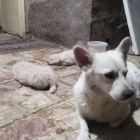 واگذاری توله سگ