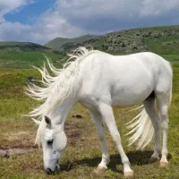اسب
