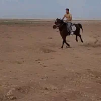 اسب|اسب و تجهیزات اسب‌سواری|تربت جام, میان جام|دیوار