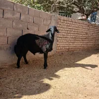 بره نر هترو