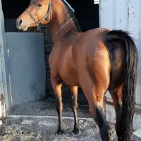 کره نر ۳ساله تازه سواری