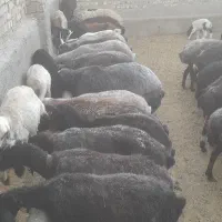 حراج میش گوشتی