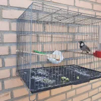 کبوتردوتا هستن یکی ۲ ساله یکی ۴ ماهه دون خور