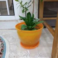 گل طبیعی