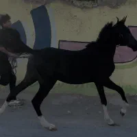 سیاه پنج نشان