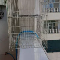 قفس