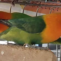 طوطی برزیلی|پرنده|تهران, دبستان|دیوار