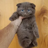 گربه قهوه ای نایاب/نر و ماده/عروسکه بازیگوش