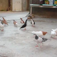 کبوتر رنگی پرشی