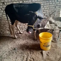 اهواز گولدشت
