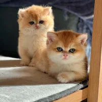 گربه بریتیش طلایی