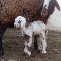 کارگر چوپان