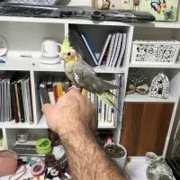 عروس هلندی نر رام رام دستی دستی