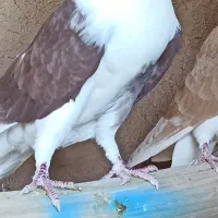 سرخ دمگیر عنابی