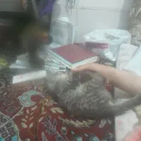 گربه خونگی