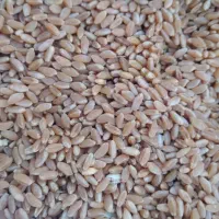 فروش گندم درجه یک