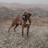 سگ باکسر اصیل فحل ۵ تومن