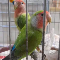 یک جفت طوطی