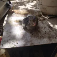 جوجه عروس هلندی